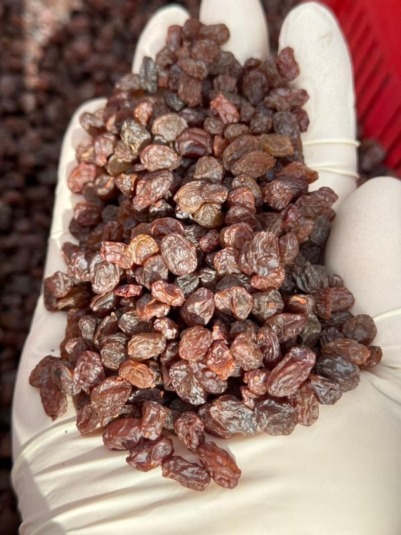 6eed15b6-ba2f-4981-bd72-c5f8e680101c کشمش شهد بالا آفتابی کد 102 - Image 1